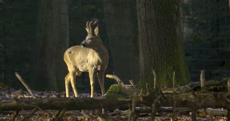 Deer With Giant Antlers Image Free Stock Photo Public Domain Photo