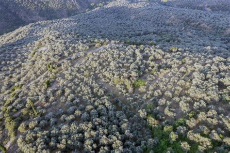 Abono Para Olivos Gu A Completa De Abonado Nevian Fertilizantes