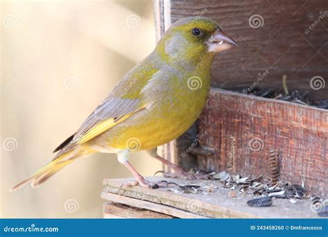 Passerine Birds In The Feeders In Winter Parks And Gardens Of Europe