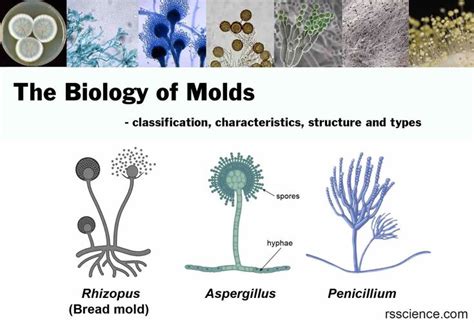 The Biology Of Molds Moulds Classification Characteristics