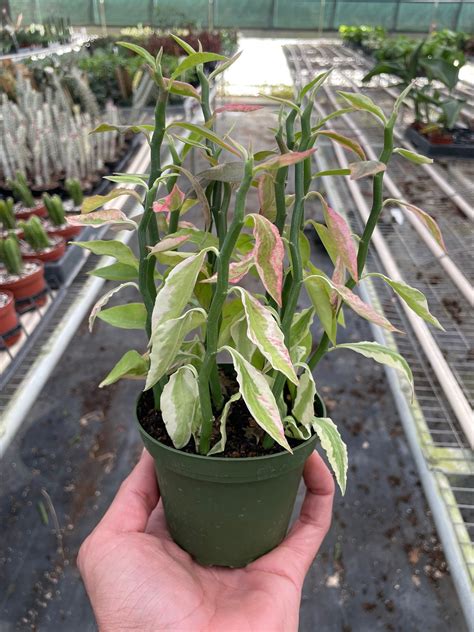 Variegated Devil's Backbone Euphorbia – Mickey Hargitay Plants