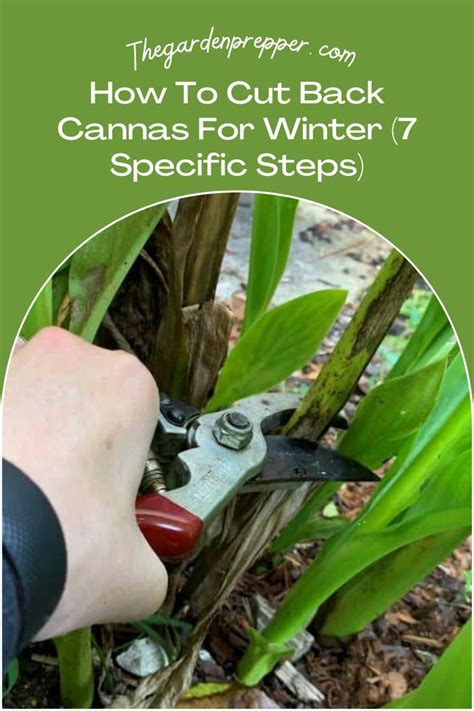 How To Cut Back Cannas For Winter 7 Specific Steps Canna Lily