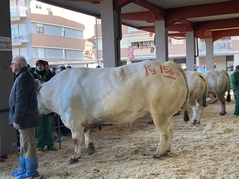 Tutti Gli Allevatori Premiati Alla Fiera Internazionale Del Bue