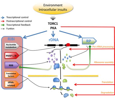 Regulation Of Ribosome Biogenesis In Saccharomyces Cerevisiae The