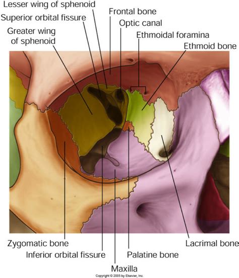 Lacrimal Fossa Of Frontal Bone Lacrimal Fossa Human Anatomy And