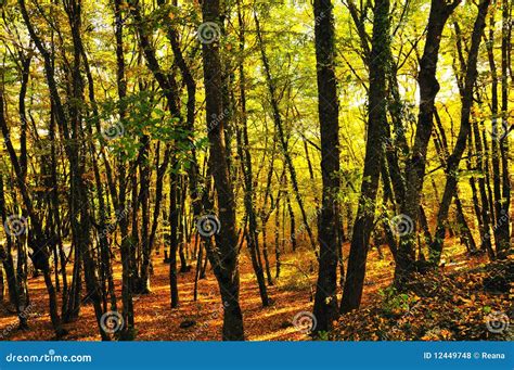 Golden Autumn Stock Photo Image Of Forest Shadow Brown 12449748