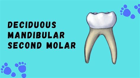 Primary Maxillary Second Molar