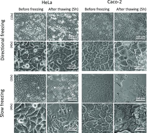 Viability Of The Hela And Caco Cells After Directional Freezing Vs