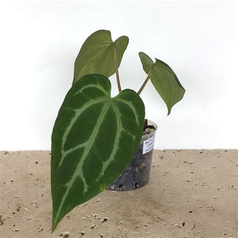 Why wyevale pennine is stocking rare plants you cannot find elsewhere 15