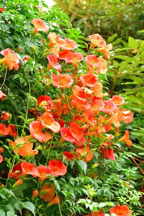 Garden Vines | Fasci Garden