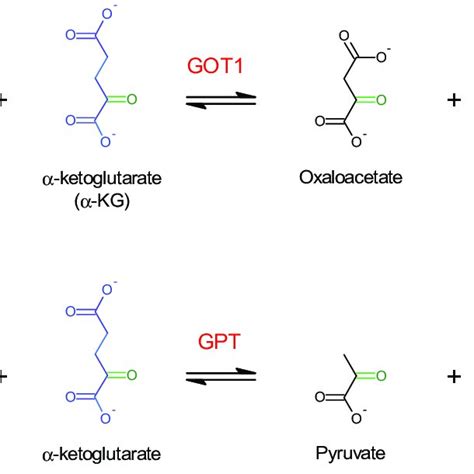 Scheme 1 Reactions Catalyzed By The Transaminases Studied In This Work