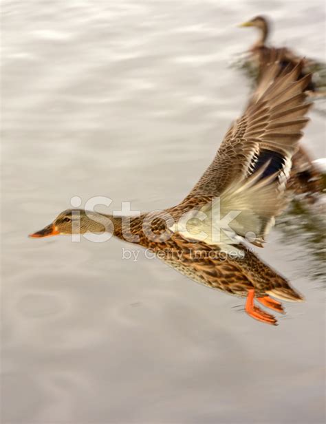 Female Mallard Duck Flying Stock Photo | Royalty-Free | FreeImages