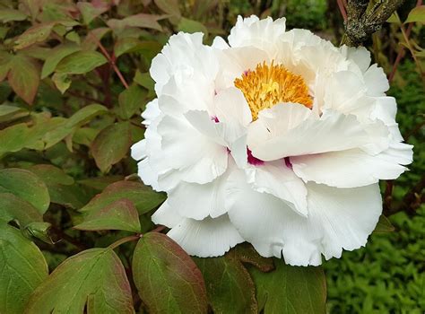 peony flower bloom  photo  pixabay
