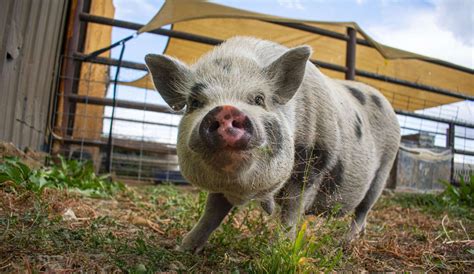 Rescued Potbelly Pigs Archives - Luvin Arms Animal Sanctuary