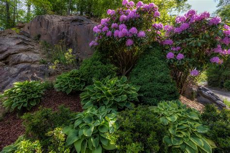Rhododendren kombinieren » Diese Pflanzen passen dazu