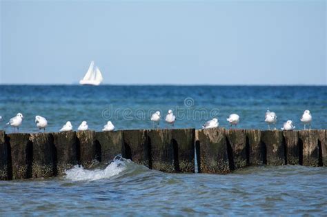 Many Seagulls Sit On Wooden Breakwaters On A Baltic Sea Coast A