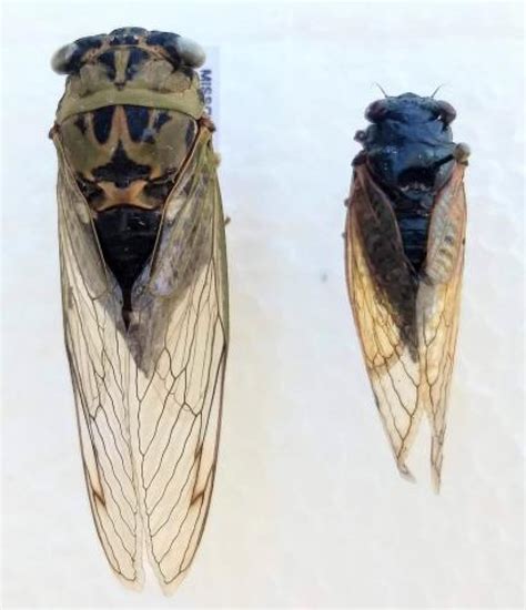 Billions of cicadas in the Midwest this spring will be 'a really weird