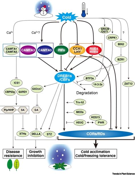 Transcriptional Regulatory Network Of Plant Cold Stress Responses