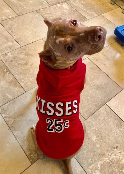 Severely Burned Pit Bull Defied The Odds And Is Now Loving Life - G2a-ltc