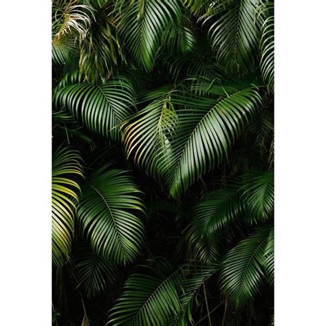 Buy Discount Spring Green Tropical Leaves Wall Backdrop For Studio