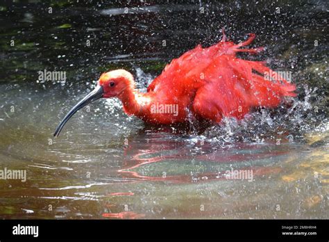 Striking Scarlet Ibis Stock Photo Alamy