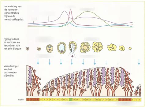 Biologie Thema 3 Het Verband Tussen De Hormonen Processen In Een