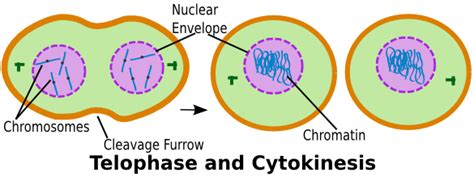 Cytokinesis