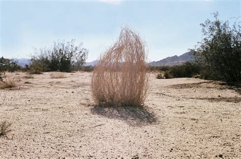 Attack Of The Tumbleweeds Utah Stories