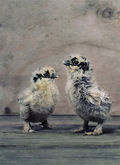 Silkie Chicken Photographs Fine Art America