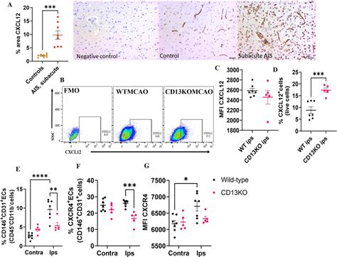 Upregulation Of Cxcl12 Cxcr4 Signaling After Stroke A Percentage Area Download Scientific