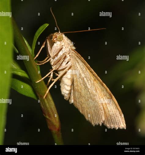 Close Up Of The Gold Coloured Yellow Shell Moth Camptogramma Bilineata