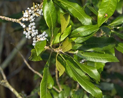 Twisted Myrtle Shrub