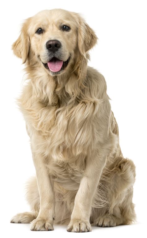 Golden Retriever Health Panel | Veterinary Genetics Laboratory