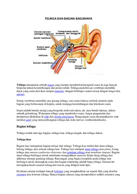 Gambar Telinga Dan Bagiannya Berbagi Informasi