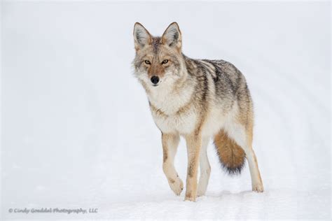 Coyote Portrait in Snow | Cindy Goeddel Photography, LLC