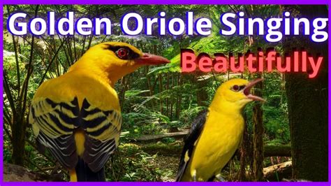 Golden Oriole Bird Song And Call Beautiful Songs Of The Bird