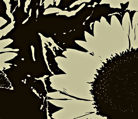 sunflower bw jett brooks flickr