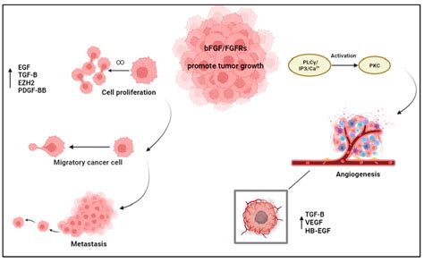 Cells Free Full Text Role Of Basic Fibroblast Growth Factor In