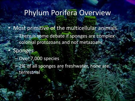 Ppt Phylum Porifera Powerpoint Presentation Free Download Id 2017409