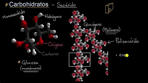 Introducci N A Los Carbohidratos Khan Academy En Espa Ol Youtube