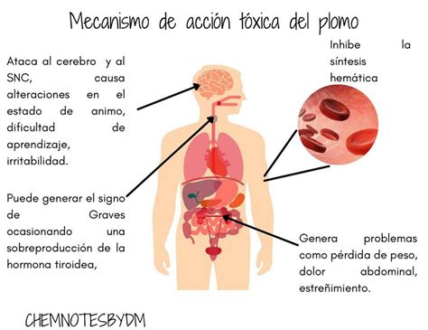 Mecanismo De Acci N T Xica Del Plomo Chemnotes By Dm Udocz