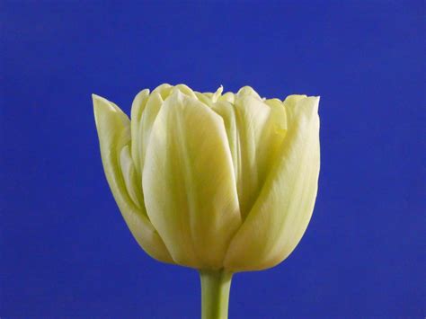 Avant Garde® - P.Nelis & zoon's