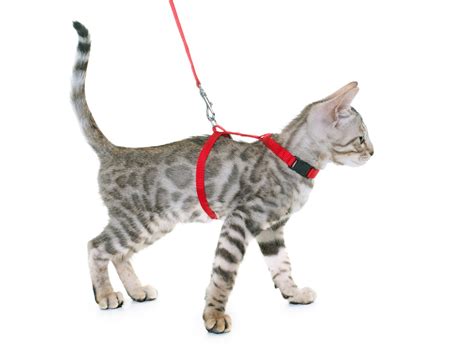 Choosing The Right Cat Leash Petwithit