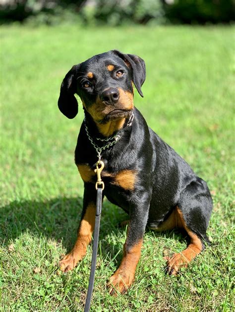 Savage: Trained Female Rottweiler – Man's Best Friend