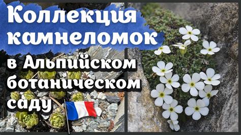 Коллекция КАМНЕЛОМОК со всего мира в Альпах| Альпийская горка - YouTube