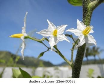 bunga rimbang cempokak solanum torvum stock photo  shutterstock
