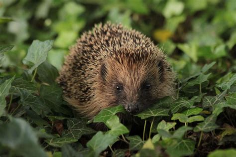 Help protect Britain’s dwindling hedgehog population before it’s too late