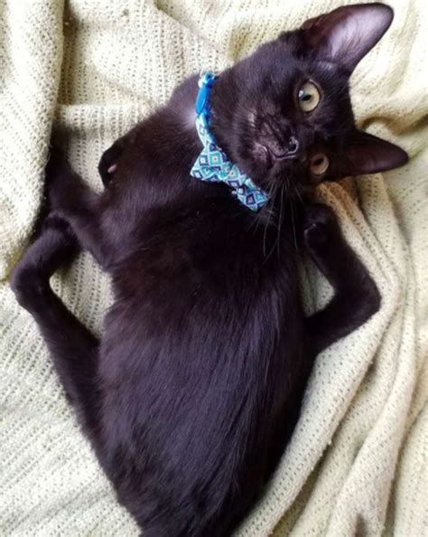 Special Rescue Cat Has A Spider-Like Appearance - Mykittenhouse