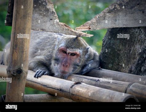 Portrait Of A Monkey Lying On Its Stomach And Relaxing On A Bamboo