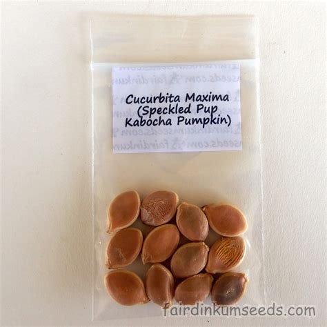 Speckled Pup Pumpkin Cucurbita Maxima Seeds | Fair Dinkum Seeds